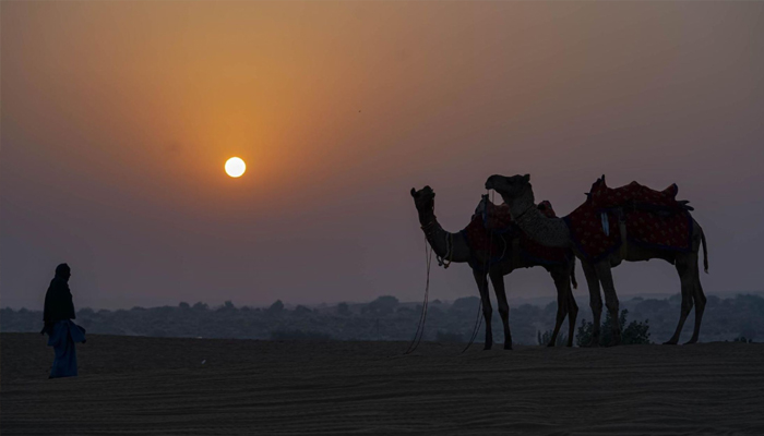 Camel Safari